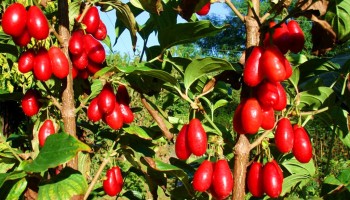 Саженцы кизила: особенности выращивания и ухода в домашних условиях Саженцы кизила: особенности выращивания и ухода в домашних условиях