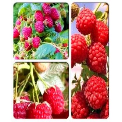 Малина > коллекция из 3-х сортов: Малина Поляна => Малина Примара => Малина Рубиновое ожерелье Малина > коллекция из 3-х сортов: Малина Поляна => Малина Примара => Малина Рубиновое ожерелье