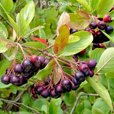 Саженец Рябины "Хугин" Саженец Рябины "Хугин"