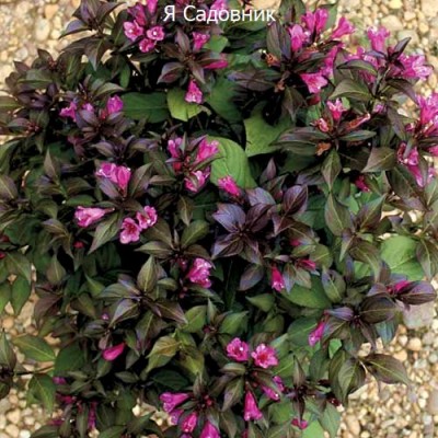 Саженец Вейгела "Минор Блэк" Саженец Вейгела "Минор Блэк"