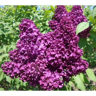 Саженец Сирени "Индия" Саженец Сирени "Индия"