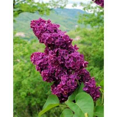 Саженец Сирени "Заря Коммунизма" Саженец Сирени "Заря Коммунизма"