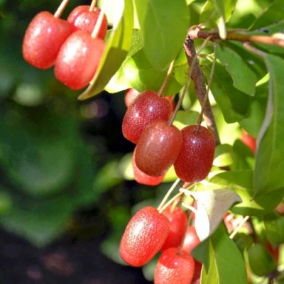 Саженец Гуми "Крильон" Саженец Гуми "Крильон"