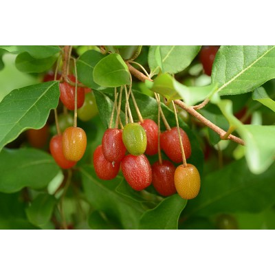 Саженец Гуми "Южный" Саженец Гуми "Южный"