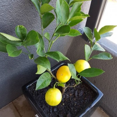 Саженец Лимона "Мейера" Саженец Лимона "Мейера"