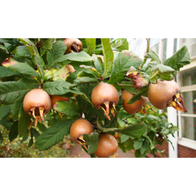 Саженец Мушмулы "Германская" Саженец Мушмулы "Германская"