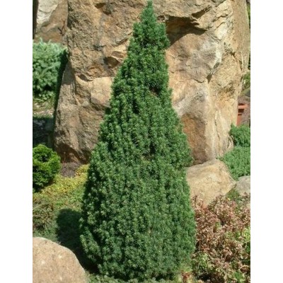 Саженец Ели "Коника Десембер" Саженец Ели "Коника Десембер"