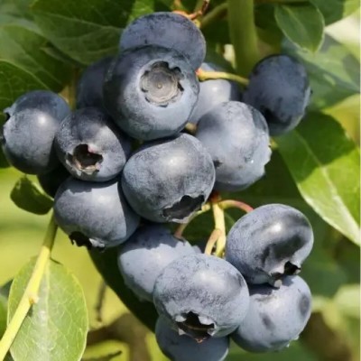 Саженец Голубики "Поларис" Саженец Голубики "Поларис"