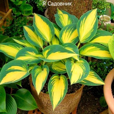 Саженец Хост "Ремембер Ми" Саженец Хост "Ремембер Ми"