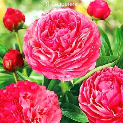 Пионы "Генри Бокстос" Пионы "Генри Бокстос"