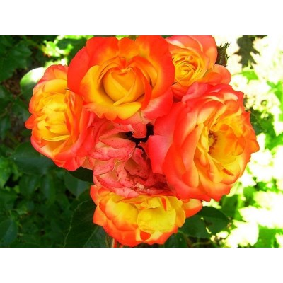 Саженец Роз Флорибунда "Анимо" Саженец Роз Флорибунда "Анимо"