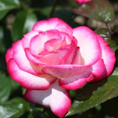 Саженец Чайно-Гибридных Роз "Атлас" Саженец Чайно-Гибридных Роз "Атлас"