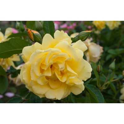 Саженец Роз Флорибунда "Гарден принцесс" Саженец Роз Флорибунда "Гарден принцесс"