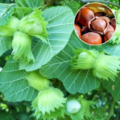 Саженец фундука "Боровской" Саженец фундука "Боровской"