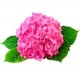 Саженцы Гортензии от питомника в Зеленодольске