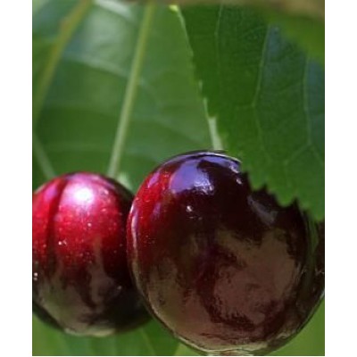 Саженец черешни "Бычина" Саженец черешни "Бычина"