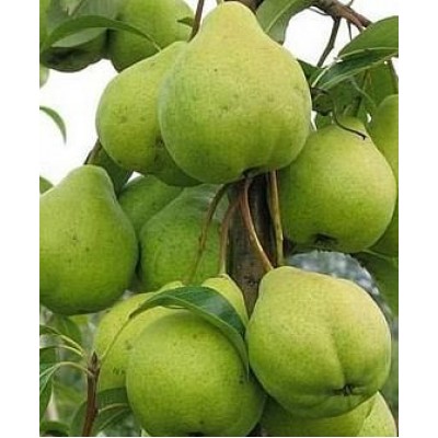 Саженец груши колоновидной "Зеленый дождь" Саженец груши колоновидной "Зеленый дождь"