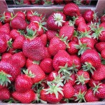 Рассада клубники "Ароза" Рассада клубники "Ароза"