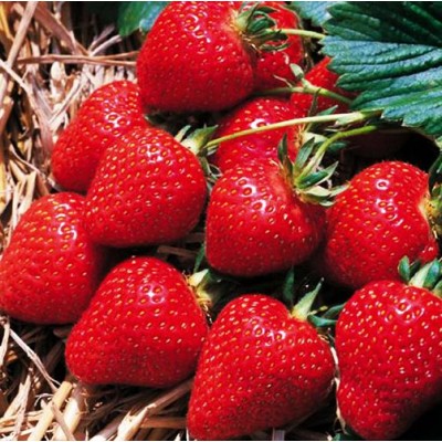 Рассада клубники "Донна" Рассада клубники "Донна"