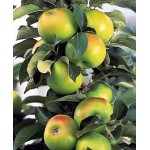 Саженец яблони колоновидной "КВ-109" Саженец яблони колоновидной "КВ-109"